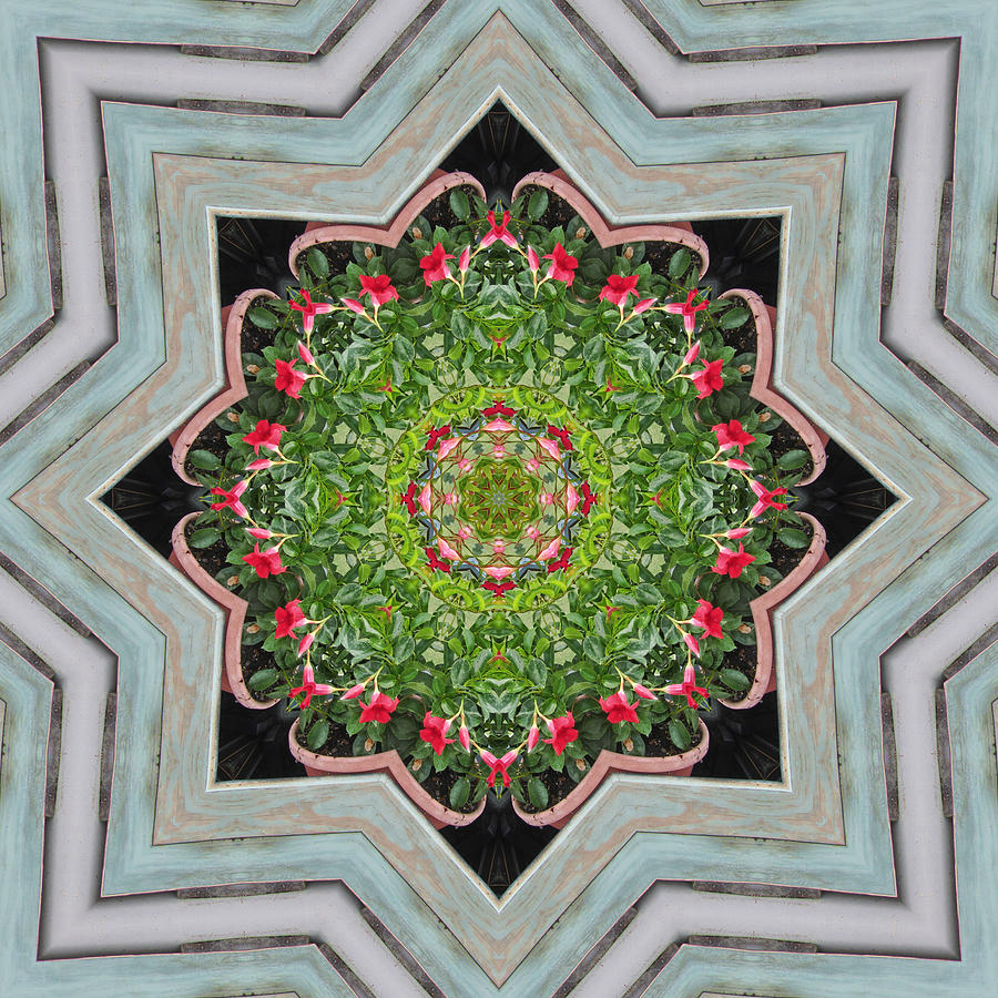 Jubilant Mandevilla Kaleidoscope Pattern Photograph by Kathy Clark
