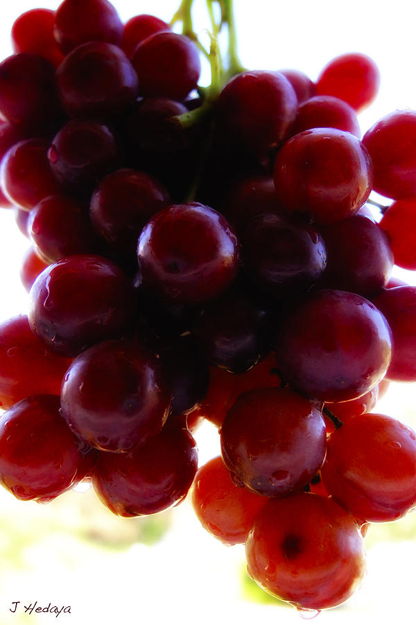 Juicy Grapes Photograph by Joseph Hedaya