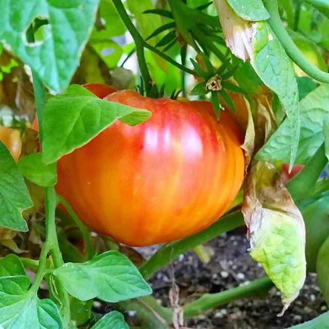 Summer Photograph - Heirloom Tomato #1 by John Buchbinder