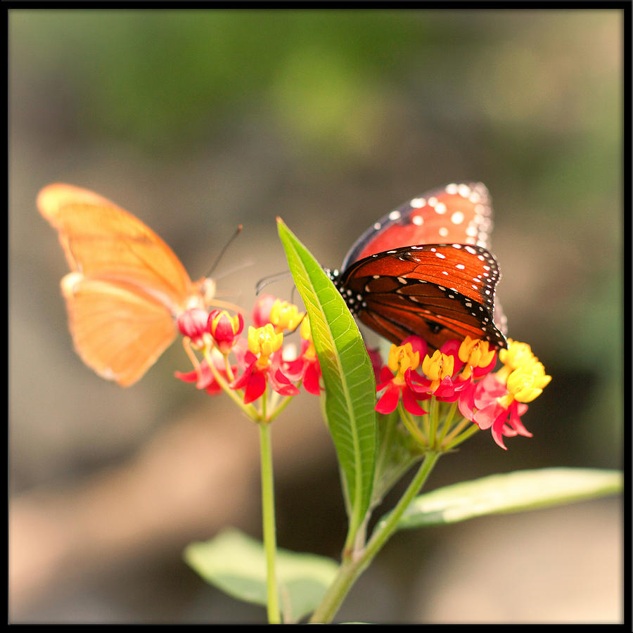 Julia and Viceroy Butterflies Photograph by Hermes Fine Art