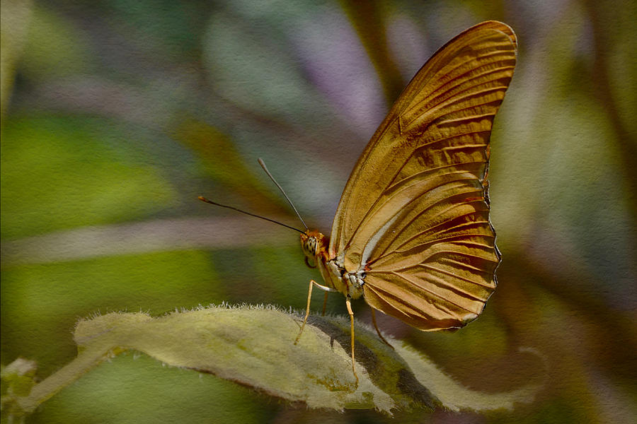 Julia Longwing Butterfly Photograph by Ann Bridges