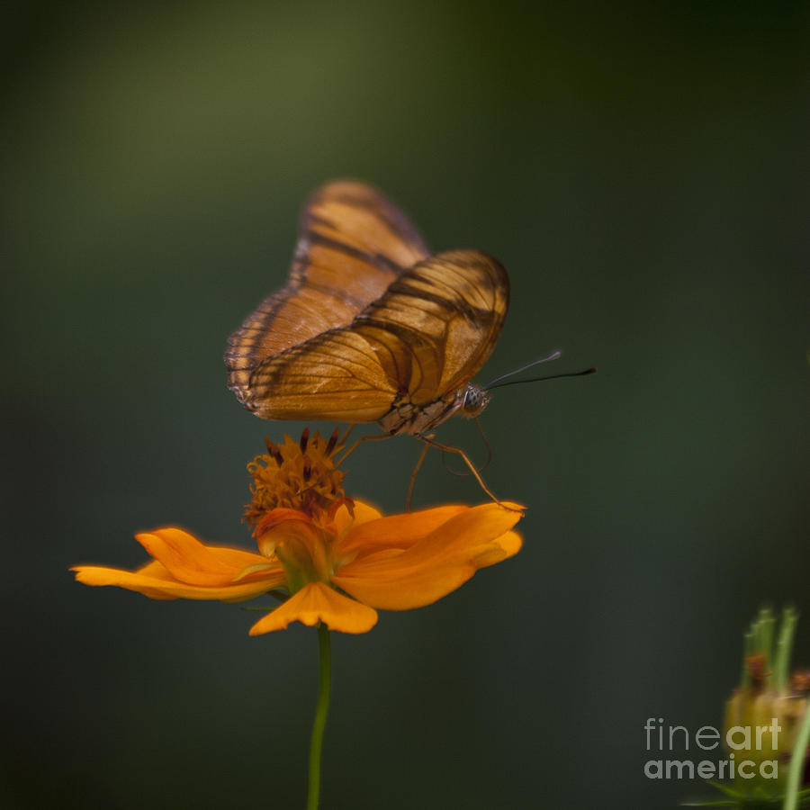 Julia Butterfly Photograph by Heiko Koehrer-Wagner