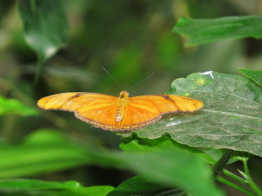 Julia Butterfly Photograph by MTBobbins Photography - Fine Art America