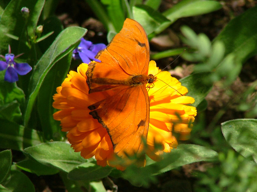 Julia Butterfly on Orange Flower - 107 Photograph by Mary Dove