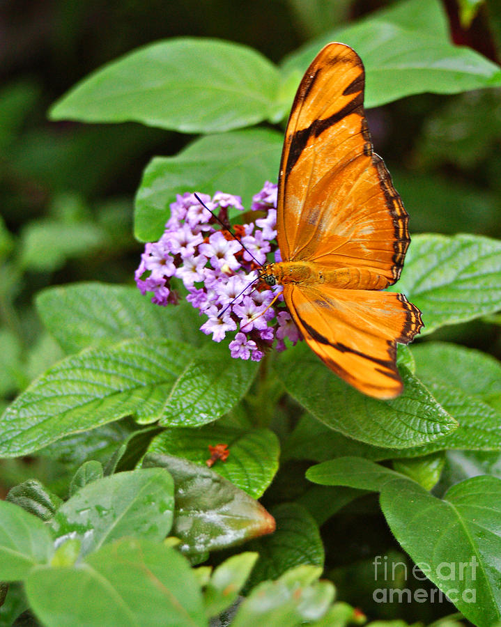 Julia Butterfly On Purple Flower Photograph by Diane E Berry