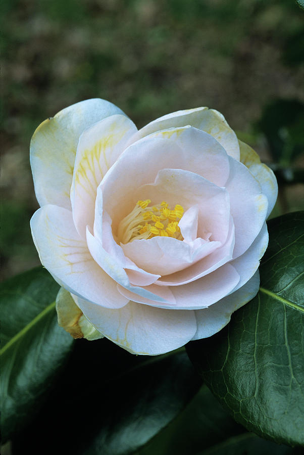 Nature Photograph - Julia France Camellia Flower by Adrian Thomas/science Photo Library