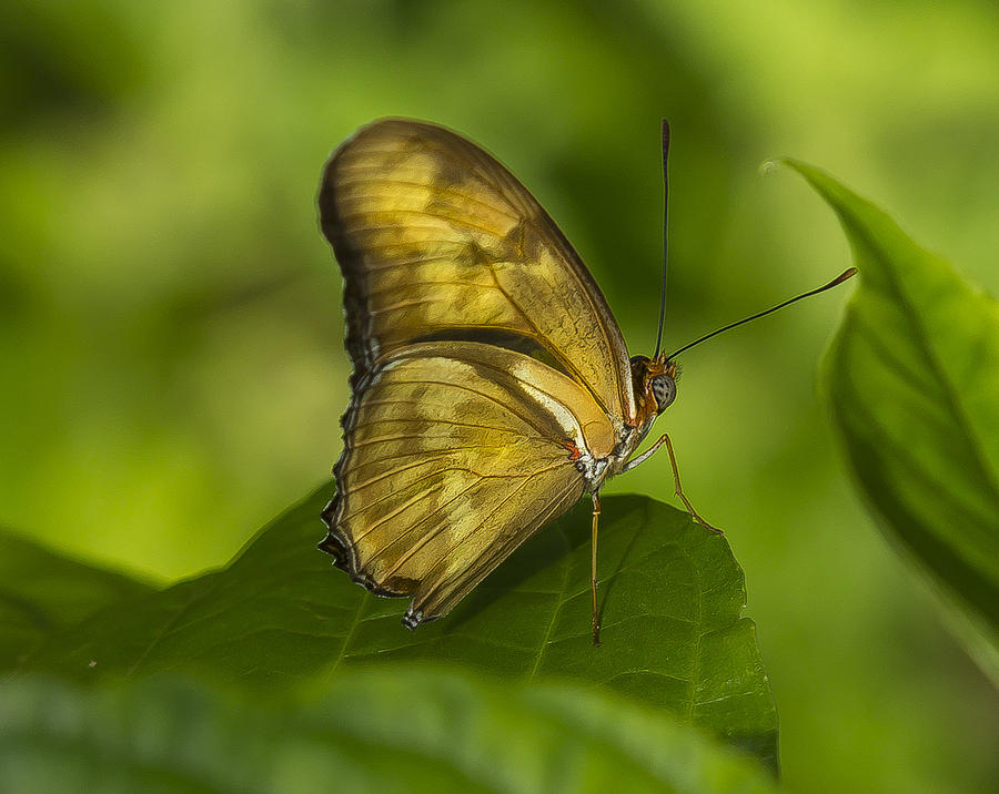 Julias Butterfly Photograph by Sean Allen