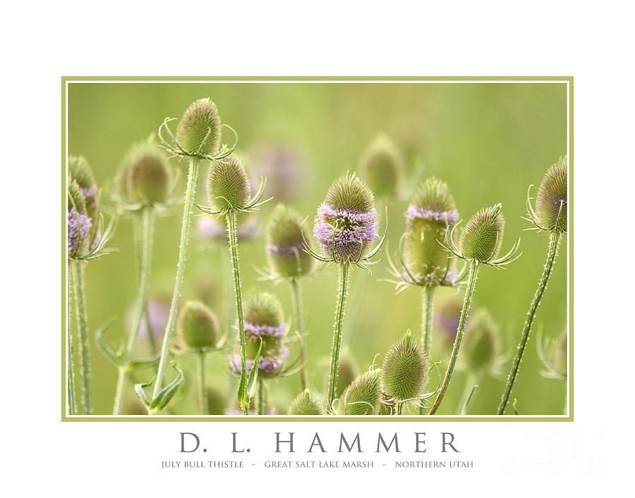 July Bull Thistle Photograph by Dennis Hammer