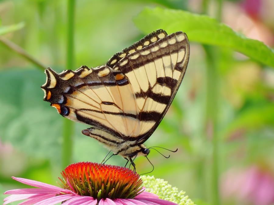 July Swallowtail Photograph by MTBobbins Photography