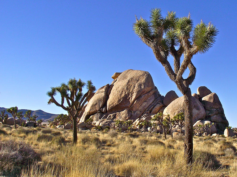 Jumbo Rocks And Joshua Trees In Joshua Tree National Park-ca Photograph