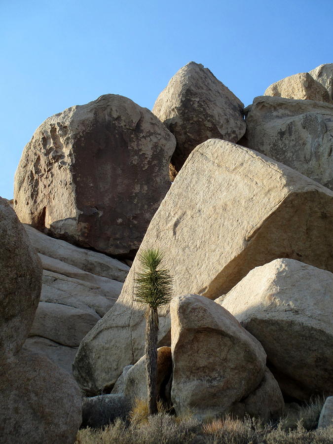 Jumbo Rocks At Joshua Tree 6 Photograph by Randall Weidner