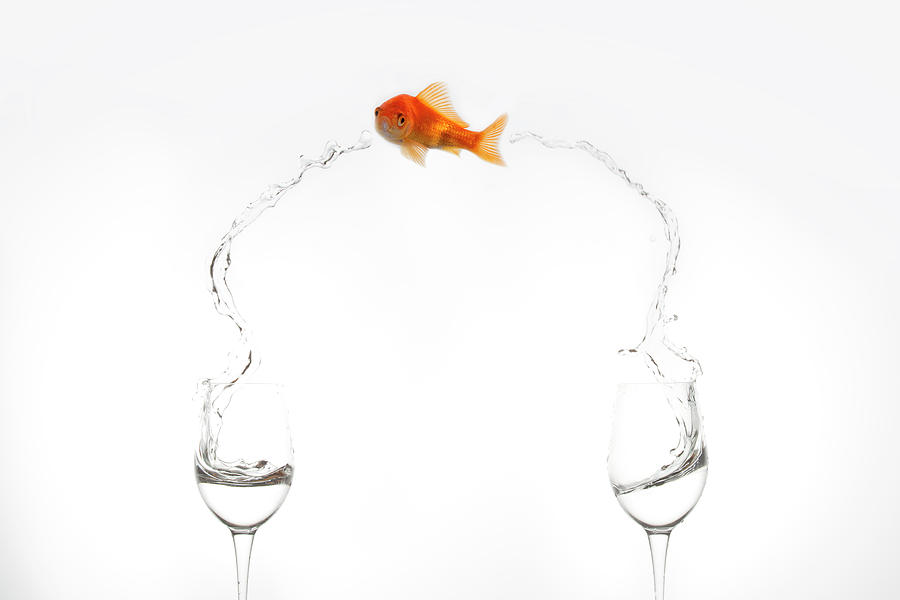 Goldfish Photograph - Jump! by Jose Beut