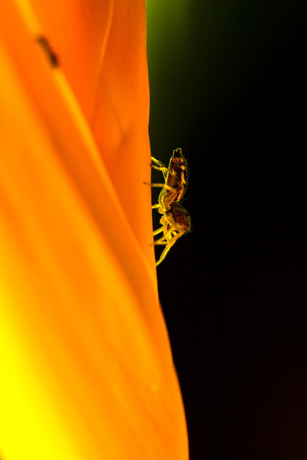 Jungle Photograph - Jump Spider On Yellow Flower  by Torsak Thammachote