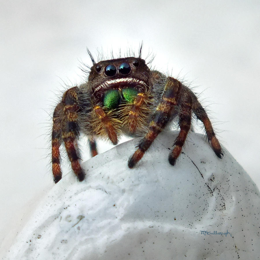 Jumper Spider 2 Photograph by Duane McCullough