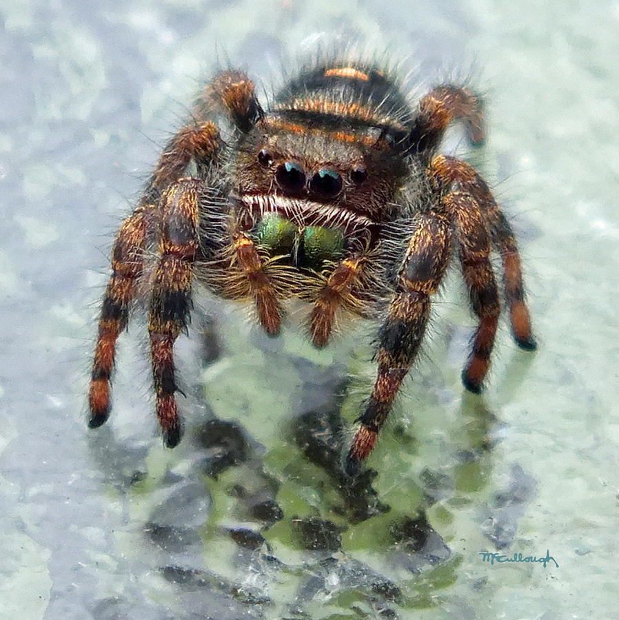Jumper Spider 4 Photograph by Duane McCullough