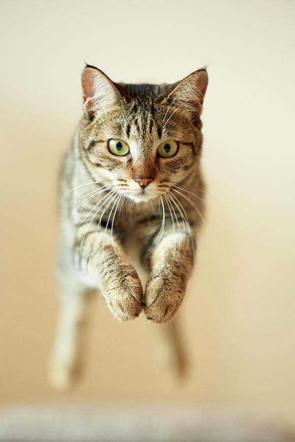 Jumping Cat Photograph by Akimasa Harada