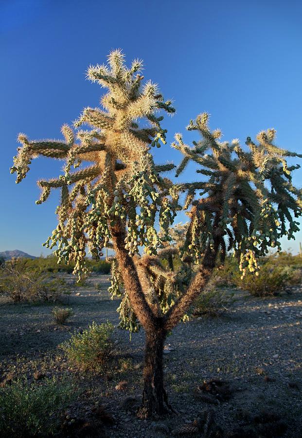 Jumping Cholla Cactus Photograph by Jim West