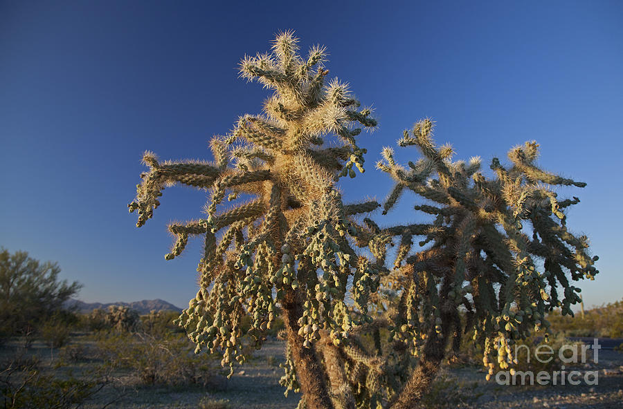Jumping Cholla Photograph by Jim West