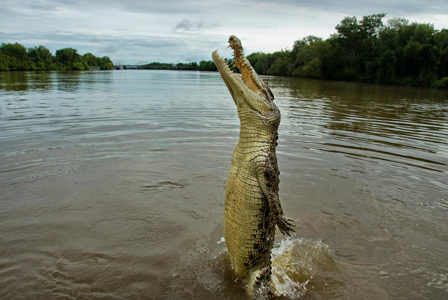 Jumping crocodile Photograph by Amateur photographer, still learning...