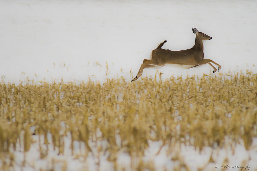 Jumping Doe in corn field Photograph by Crystal Heitzman Renskers ...