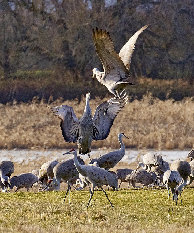 Crane Photograph - Jumping For Joy by Wes and Dotty Weber