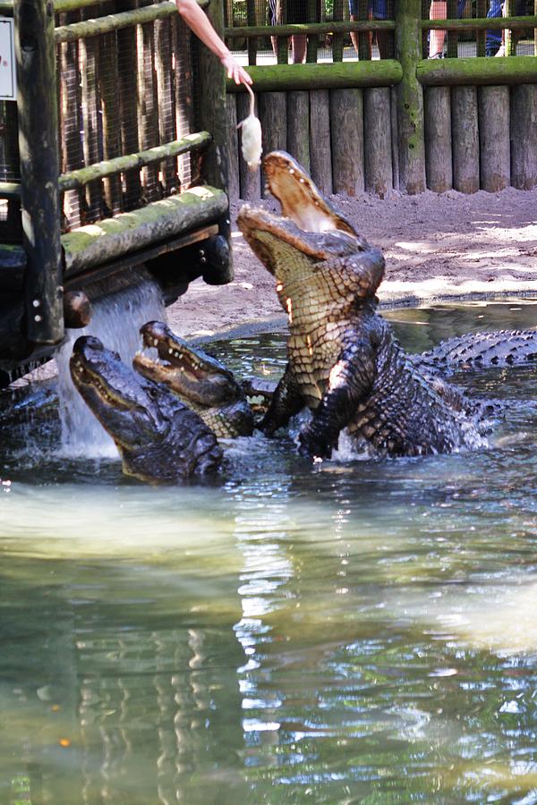 Jumping Gators Photograph