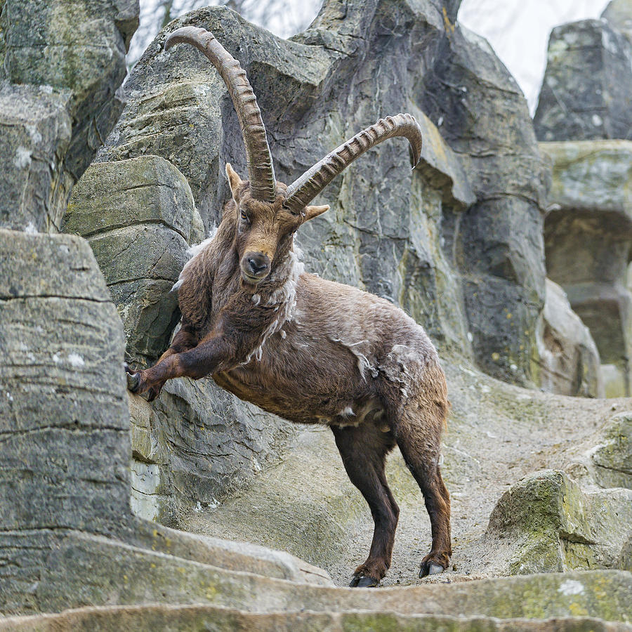 Jumping ibex Photograph by Picture by Tambako the Jaguar