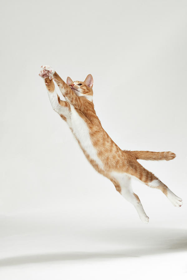 Jumping Kitten Photograph by Akimasa Harada