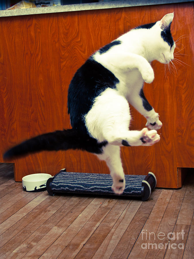 Jumping Kitty Photograph by Cheryl Baxter