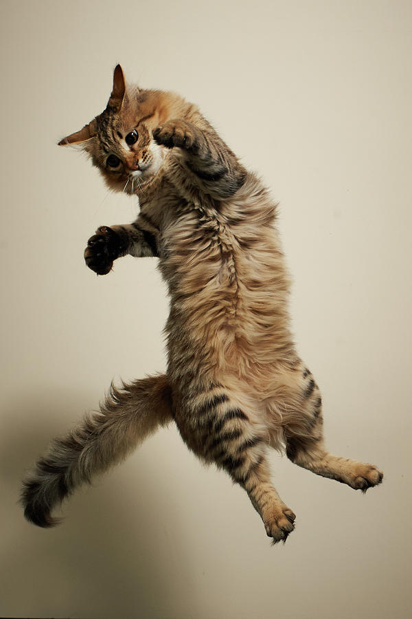 Jumping Long-haired Tabby Cat Photograph by Akimasa Harada