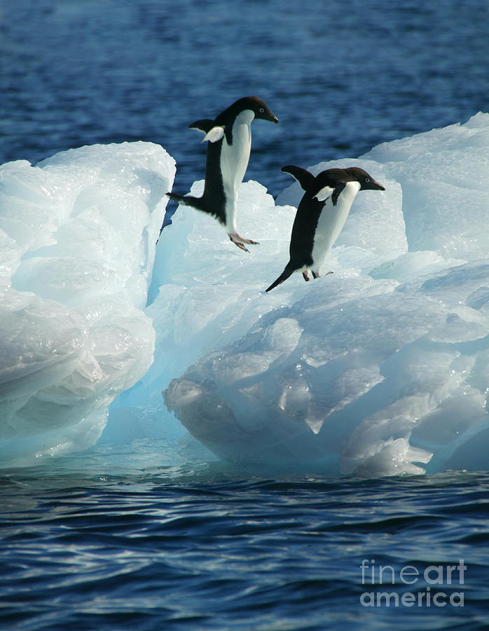 Penguin Photograph - Jumping penguins by Rosemary Calvert
