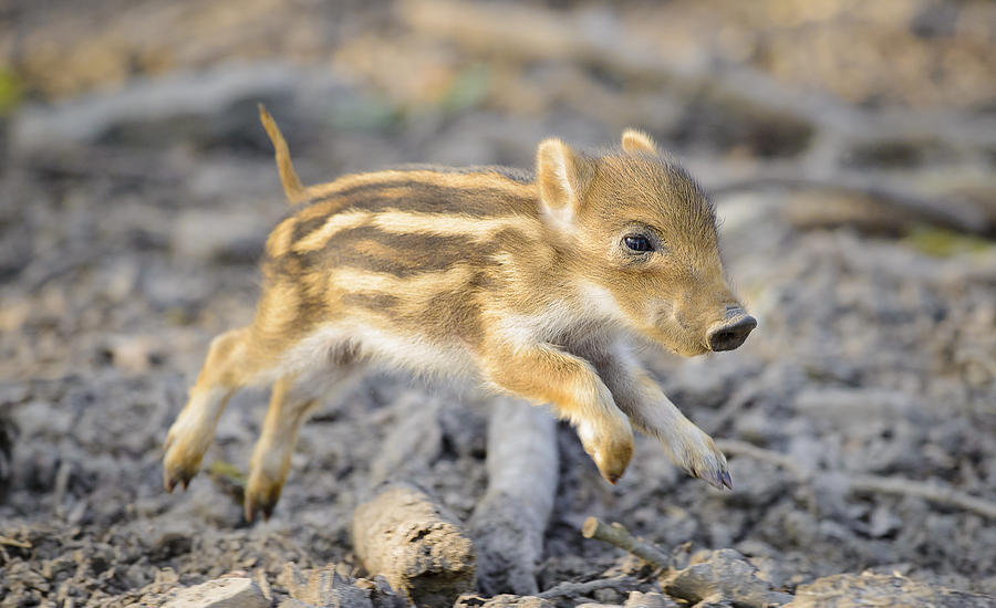 Jumping Pig Photograph By Andy Kim Moeller Fine Art America