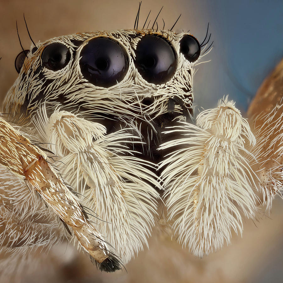 Jumping Spider 8x Photograph by Javier Torrent - Vwpics - Pixels