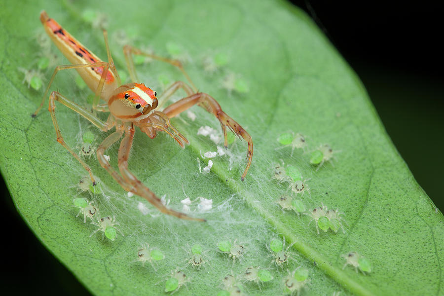 Jumping Spider And Babies Photograph by Melvyn Yeo