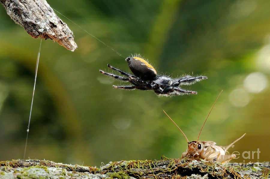 Spider Photograph - Jumping Spider Attacking Cricket by Scott Linstead