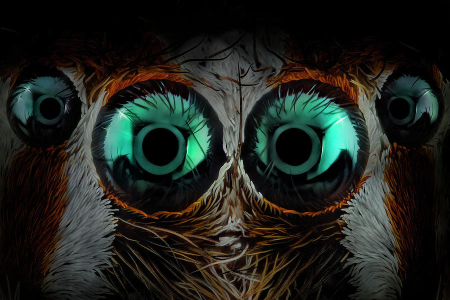 Macro Photograph - Jumping Spider Eyes by Javier Rup?rez Macro Photograph - Jumping Spider Eyes by Javier Rup?rez