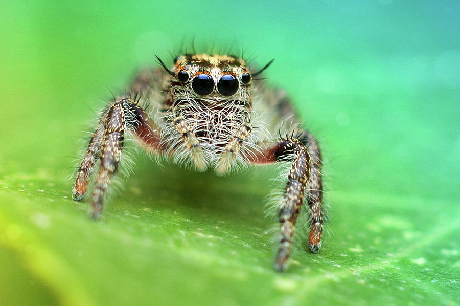 Jumping Spider Photograph by Fiftymm99