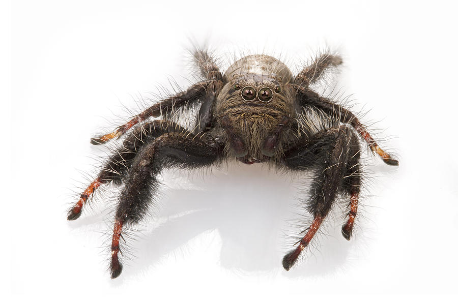 Jumping Spider Gorongosa Mozambique Photograph by Piotr Naskrecki