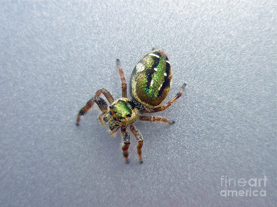 Jumping Spider - Green Salticidae Photograph by Carol Senske