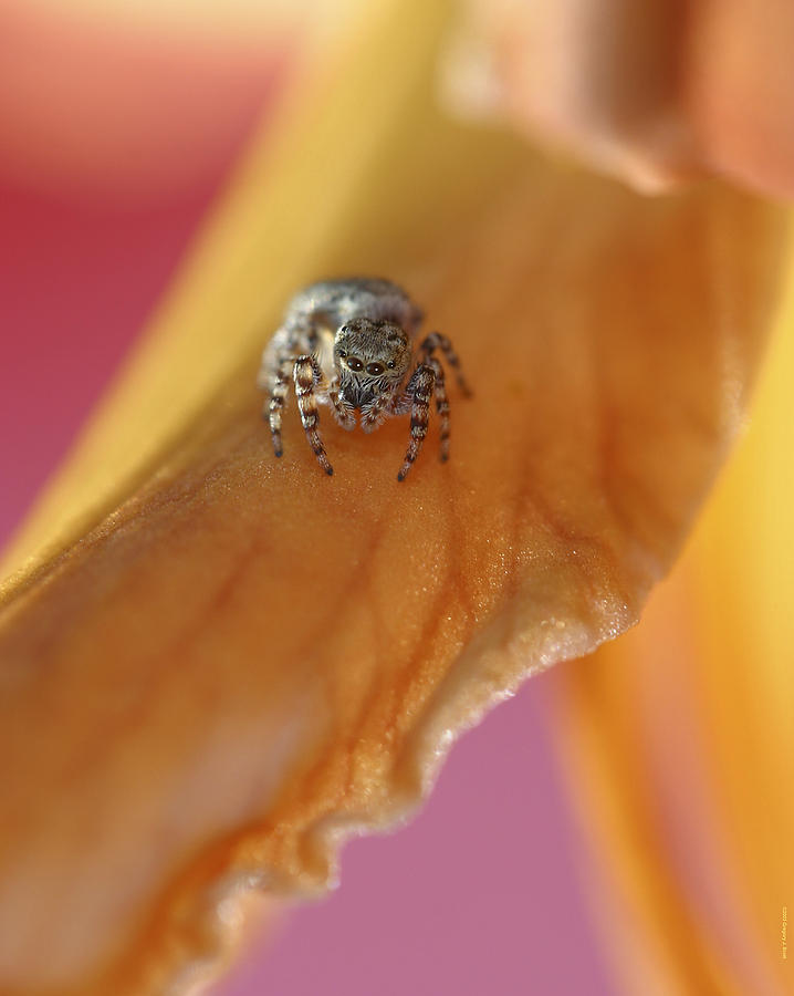 Jumping Spider  Photograph by Gregory Scott