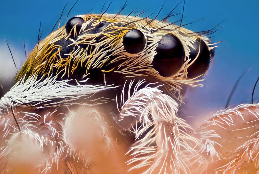 Jumping Spider Head Photograph by Nicolas Reusens