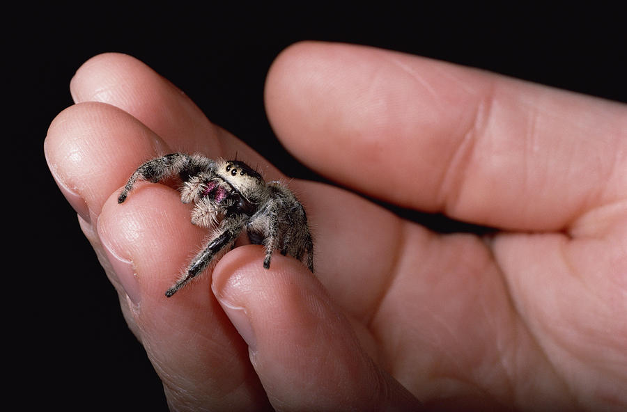 Jumping Spider Held In Hand Florida Photograph by Mark Moffett