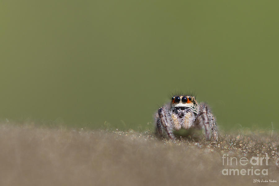 Jumping spider Photograph by Jivko Nakev