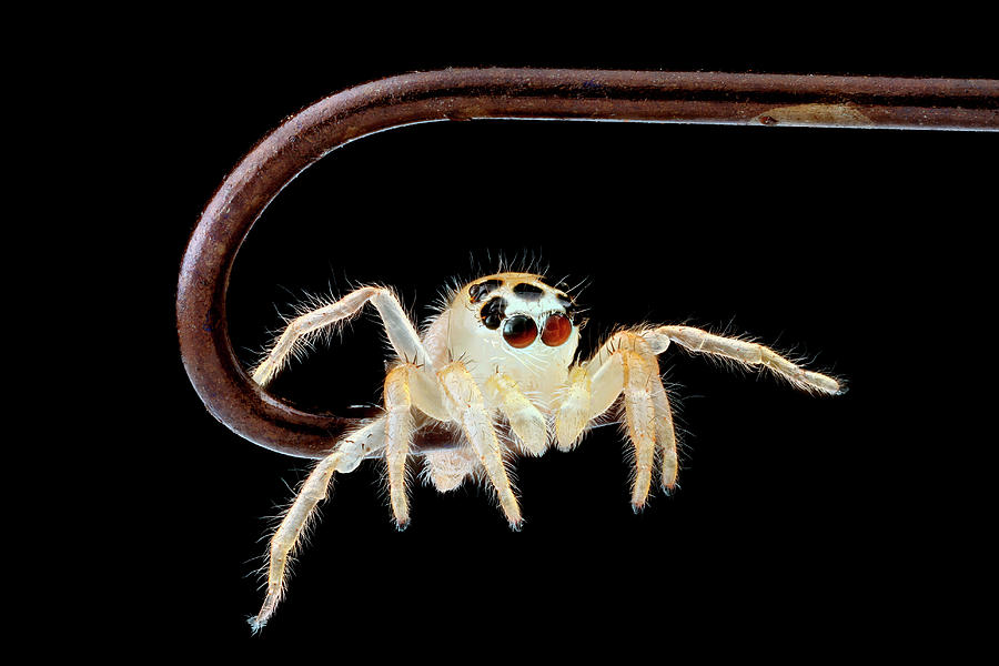 Jumping Spider On A Fish Hook Photograph by Us Geological Survey