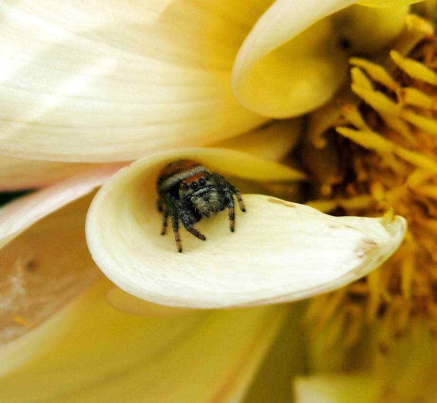 Jumping Spider on Flower Petal Photograph by Amy McDaniel