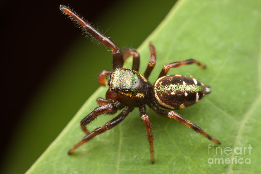 Jumping Spider Paraphidippus aurantius I Photograph by Clarence Holmes