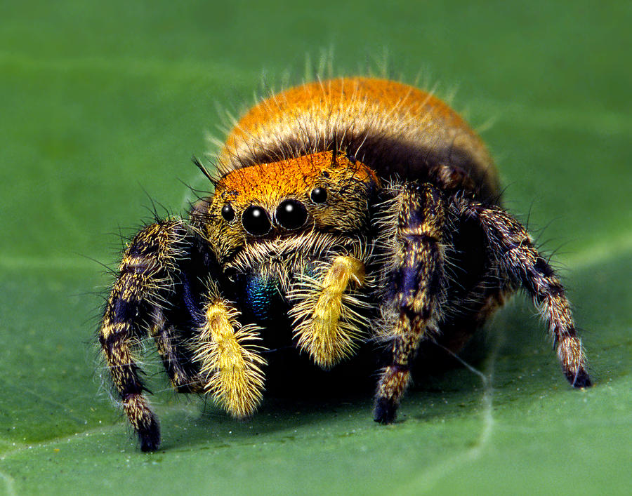 Jumping Spider Phiddipus apacheanus Photograph by Robert Jensen - Fine ...