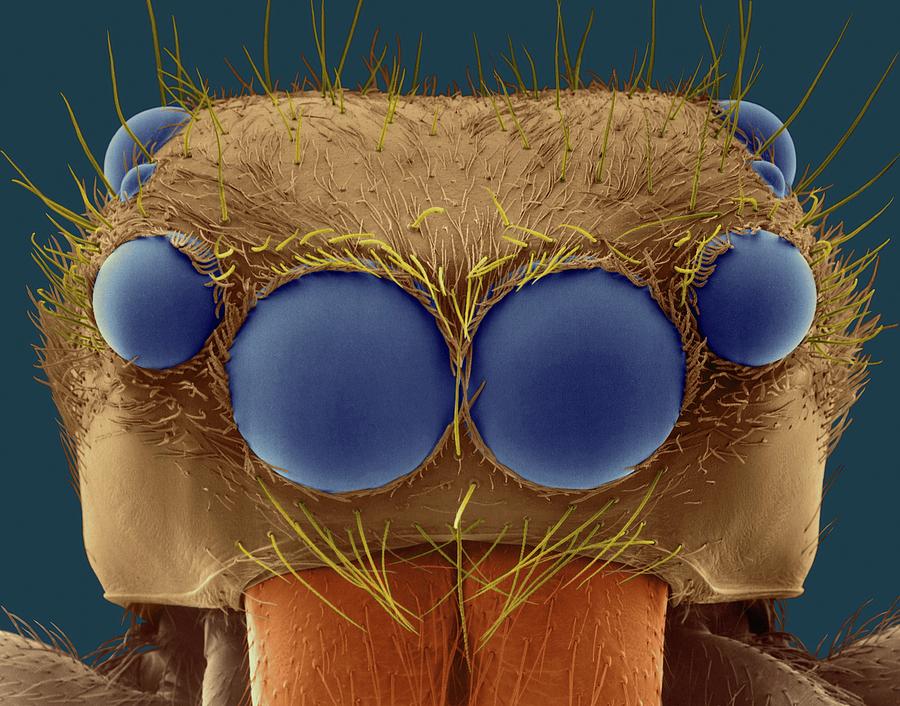 Jumping Spider (plexippus Paykulli) Photograph by Dennis Kunkel Microscopy/science Photo Library