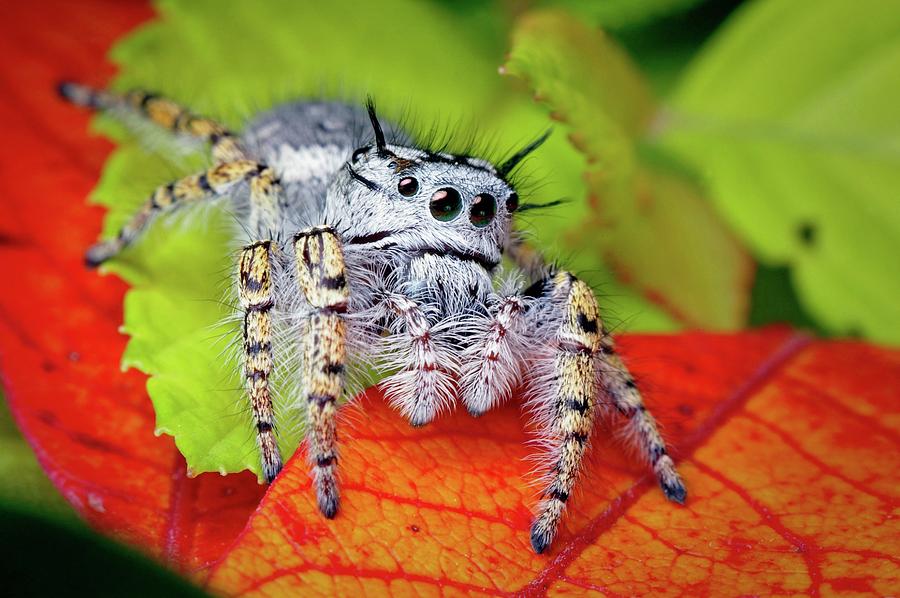 Jumping Spider Photograph by Thomas Shahan/science Photo Library