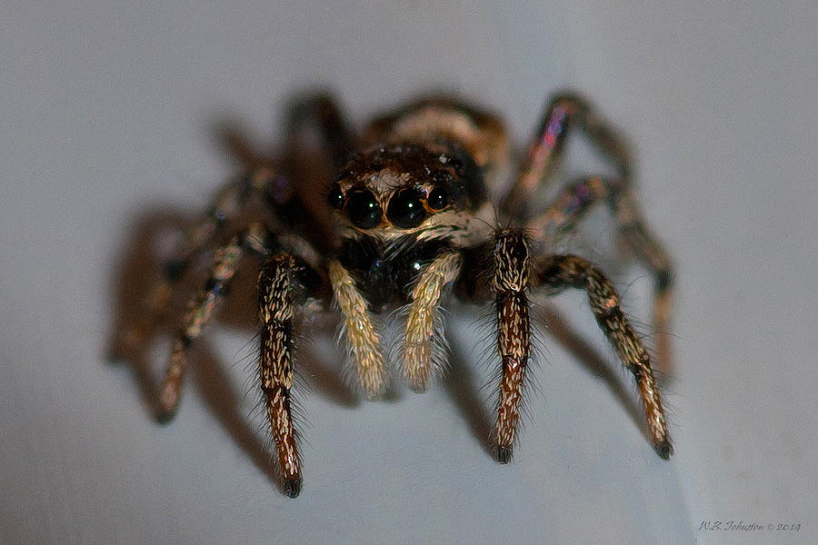 Jumping Spider Photograph by WB Johnston